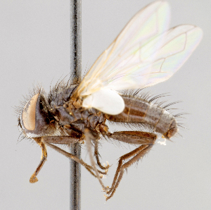  ( - CNC602375)  @11 [ ] No Rights Reserved (2016) Unspecified Canadian National Collection of Insects, Arachnids and Nematodes