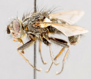  (Notodytes variabilis - CNC602385)  @11 [ ] No Rights Reserved (2016) Unspecified Canadian National Collection of Insects, Arachnids and Nematodes