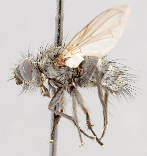  ( - CNC602739)  @11 [ ] No Rights Reserved (2016) Unspecified Canadian National Collection of Insects, Arachnids and Nematodes