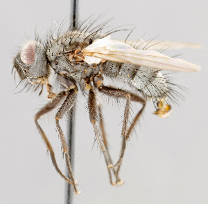  ( - CNC602740)  @11 [ ] No Rights Reserved (2016) Unspecified Canadian National Collection of Insects, Arachnids and Nematodes