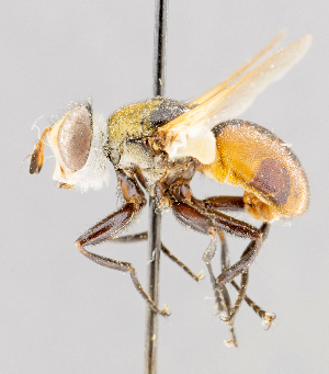  ( - CNC602758)  @14 [ ] No Rights Reserved (2016) Unspecified Canadian National Collection of Insects, Arachnids and Nematodes