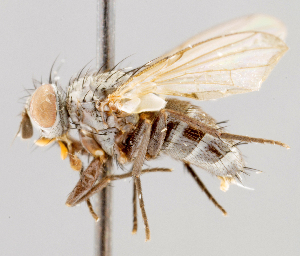  (Phytomyptera palpigera - CNC602761)  @13 [ ] No Rights Reserved (2016) Unspecified Canadian National Collection of Insects, Arachnids and Nematodes