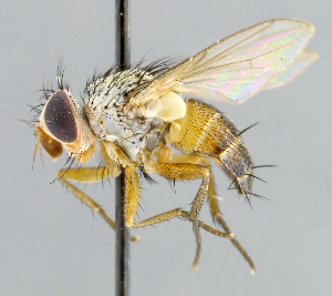  (Ceromya sp. 1 - CNC_Diptera258064)  @15 [ ] No Rights Reserved (2015) Unspecified CNC