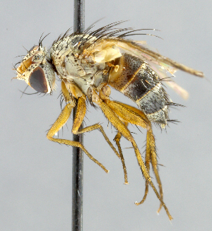  (Ceromya sp. 2 - CNC_Diptera258065)  @12 [ ] No Rights Reserved (2015) Unspecified CNC