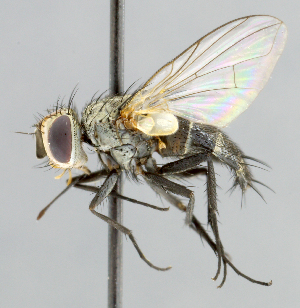  ( - CNC_Diptera258066)  @11 [ ] No Rights Reserved (2015) Unspecified CNC