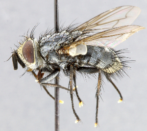  ( - CNC_Diptera258095)  @13 [ ] No Rights Reserved (2015) Unspecified CNC