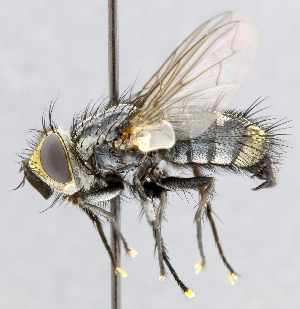  ( - CNC_Diptera258096)  @14 [ ] No Rights Reserved (2015) Unspecified CNC
