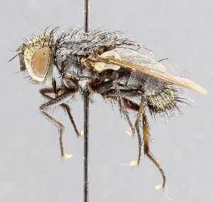  ( - CNC_Diptera258097)  @11 [ ] No Rights Reserved (2015) Unspecified CNC