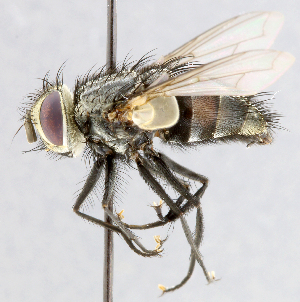 (Lespesia sp. 2 - CNC_Diptera258115)  @11 [ ] No Rights Reserved (2015) Unspecified CNC