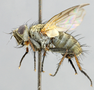  (Campylocheta sp. 1 - CNC_Diptera258121)  @11 [ ] No Rights Reserved (2015) Unspecified CNC