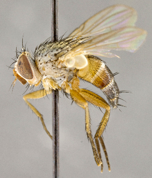  (Ceromya americana - CNC618736)  @15 [ ] No Rights Reserved (2018) Unspecified Canadian National Collection of Insects, Arachnids and Nematodes