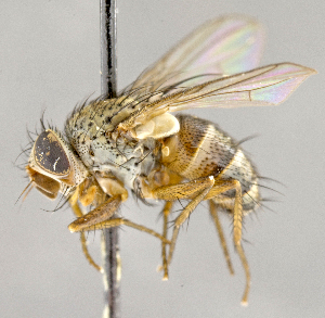  ( - CNC703856)  @11 [ ] No Rights Reserved (2018) Unspecified Canadian National Collection of Insects, Arachnids and Nematodes