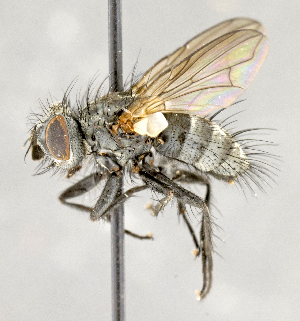  ( - CNC703873)  @11 [ ] No Rights Reserved (2018) Unspecified Canadian National Collection of Insects, Arachnids and Nematodes