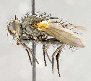  ( - CNC734748)  @11 [ ] No Rights Reserved (2018) Unspecified Canadian National Collection of Insects, Arachnids and Nematodes