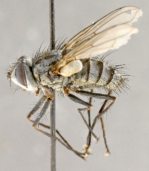  (Cryptomeigenia sp. GER7 - CNC751933)  @14 [ ] No Rights Reserved (2018) Unspecified Canadian National Collection of Insects, Arachnids and Nematodes