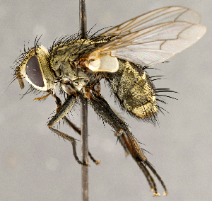  (Tachinomyia sp. GER1 - CNC759960)  @13 [ ] No Rights Reserved (2018) Unspecified Canadian National Collection of Insects, Arachnids and Nematodes