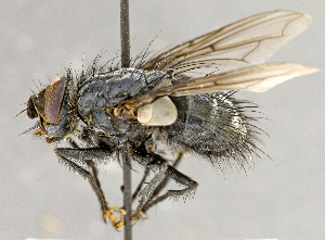  ( - CNC760192)  @11 [ ] No Rights Reserved (2018) Unspecified Canadian National Collection of Insects, Arachnids and Nematodes