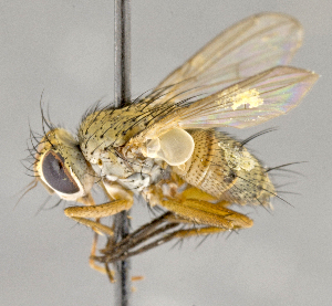  ( - CNC764134)  @11 [ ] No Rights Reserved (2018) Unspecified Canadian National Collection of Insects, Arachnids and Nematodes