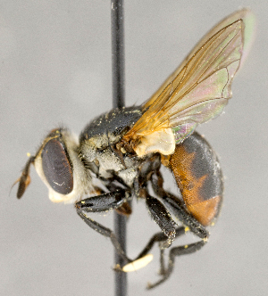  ( - CNC840418)  @14 [ ] No Rights Reserved (2018) Unspecified Canadian National Collection of Insects, Arachnids and Nematodes