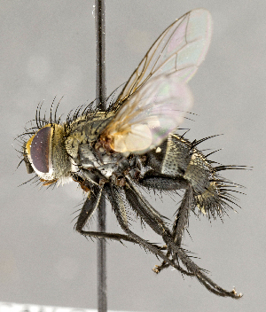  ( - CNC840459)  @14 [ ] No Rights Reserved (2018) Unspecified Canadian National Collection of Insects, Arachnids and Nematodes