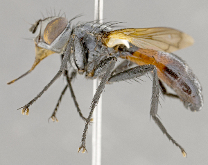  ( - CNC852570)  @11 [ ] No Rights Reserved (2018) Unspecified Canadian National Collection of Insects, Arachnids and Nematodes