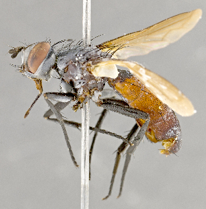  ( - CNC852572)  @11 [ ] No Rights Reserved (2018) Unspecified Canadian National Collection of Insects, Arachnids and Nematodes