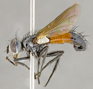  ( - CNC852573)  @14 [ ] No Rights Reserved (2018) Unspecified Canadian National Collection of Insects, Arachnids and Nematodes