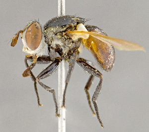  ( - CNC852579)  @14 [ ] No Rights Reserved (2018) Unspecified Canadian National Collection of Insects, Arachnids and Nematodes