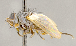  ( - CNC852588)  @11 [ ] No Rights Reserved (2018) Unspecified Canadian National Collection of Insects, Arachnids and Nematodes