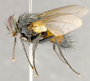  ( - CNC852607)  @13 [ ] No Rights Reserved (2018) Unspecified Canadian National Collection of Insects, Arachnids and Nematodes