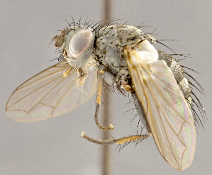  ( - CNC852610)  @11 [ ] No Rights Reserved (2018) Unspecified Canadian National Collection of Insects, Arachnids and Nematodes