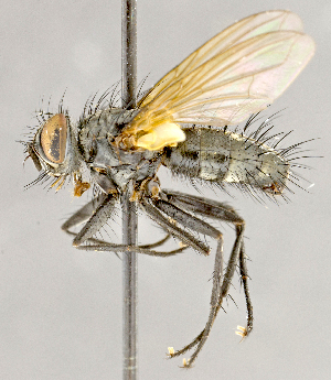  (Oswaldia sp. JOS1 - CNC852635)  @11 [ ] No Rights Reserved (2018) Unspecified Canadian National Collection of Insects, Arachnids and Nematodes