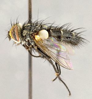  ( - CNC855710)  @14 [ ] No Rights Reserved (2018) Unspecified Canadian National Collection of Insects, Arachnids and Nematodes