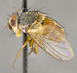  ( - CNC855718)  @11 [ ] No Rights Reserved (2018) Unspecified Canadian National Collection of Insects, Arachnids and Nematodes