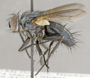  ( - CNC859101)  @13 [ ] No Rights Reserved (2018) Unspecified Canadian National Collection of Insects, Arachnids and Nematodes