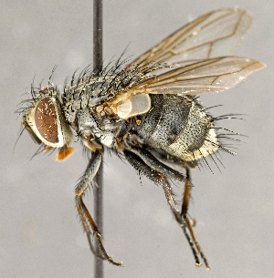  ( - CNC866465)  @11 [ ] No Rights Reserved (2018) Unspecified Canadian National Collection of Insects, Arachnids and Nematodes