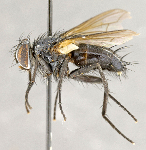  ( - CNC892215)  @13 [ ] No Rights Reserved (2018) Unspecified Canadian National Collection of Insects, Arachnids and Nematodes