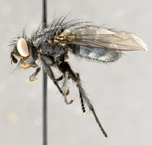 ( - CNC895458)  @11 [ ] No Rights Reserved (2018) Unspecified Canadian National Collection of Insects, Arachnids and Nematodes