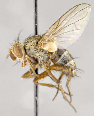  ( - CNC554604)  @11 [ ] No Rights Reserved (2017) Unspecified Canadian National Collection of Insects, Arachnids and Nematodes