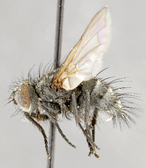  ( - CNC554646)  @11 [ ] No Rights Reserved (2018) Unspecified Canadian National Collection of Insects, Arachnids and Nematodes
