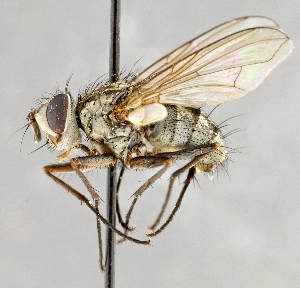  (Cryptomeigenia sp. GER1 - CNC554651)  @14 [ ] No Rights Reserved (2018) Unspecified Canadian National Collection of Insects, Arachnids and Nematodes