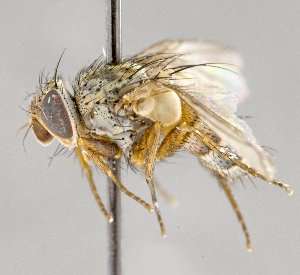  ( - CNC554664)  @11 [ ] No Rights Reserved (2017) Unspecified Canadian National Collection of Insects, Arachnids and Nematodes