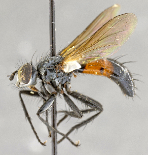  ( - CNC554892)  @13 [ ] No Rights Reserved (2017) Unspecified Canadian National Collection of Insects, Arachnids and Nematodes