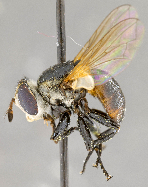  ( - CNC575226)  @14 [ ] No Rights Reserved (2017) Unspecified Canadian National Collection of Insects, Arachnids and Nematodes