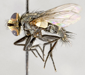  ( - CNC575260)  @14 [ ] No Rights Reserved (2017) Unspecified Canadian National Collection of Insects, Arachnids and Nematodes