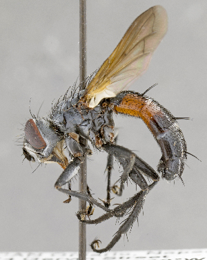  ( - CNC583607)  @12 [ ] No Rights Reserved (2017) Unspecified Canadian National Collection of Insects, Arachnids and Nematodes