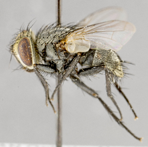  (Lespesia sp. GER1 - CNC583612)  @14 [ ] No Rights Reserved (2017) Unspecified Canadian National Collection of Insects, Arachnids and Nematodes