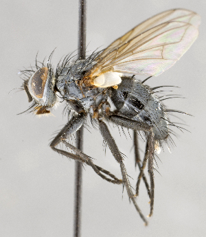  (Oswaldia sp. GER3 - CNC583630)  @12 [ ] Unspecified (default): All Rights Reserved (2017) Unspecified Canadian National Collection of Insects, Arachnids and Nematodes