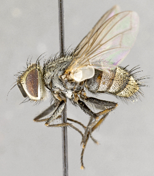  ( - CNC583660)  @12 [ ] No Rights Reserved (2017) Unspecified Canadian National Collection of Insects, Arachnids and Nematodes