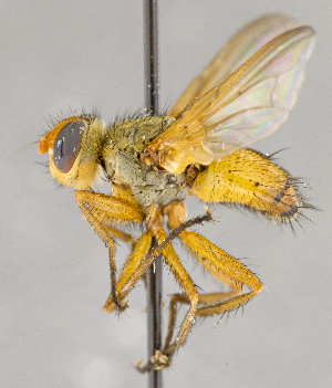  ( - CNC583663)  @11 [ ] No Rights Reserved (2017) Unspecified Canadian National Collection of Insects, Arachnids and Nematodes